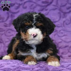 Dianne, Mini Bernedoodle Puppy